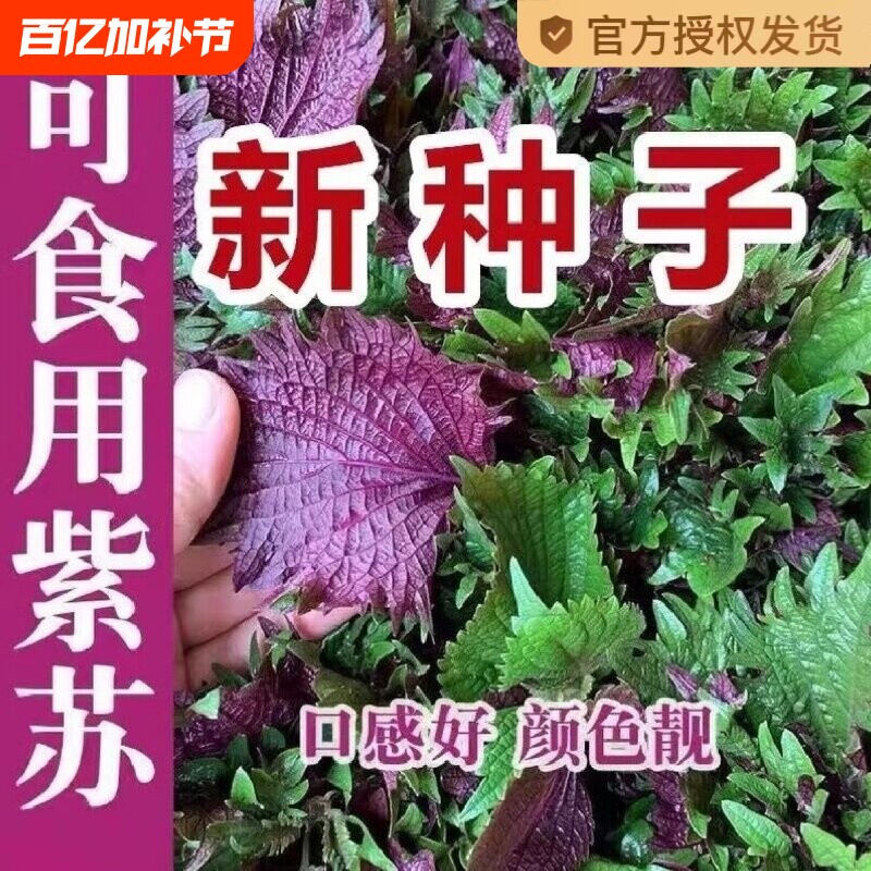 紫苏子紫苏种子紫苏叶盆栽种植苗四季籽种苏子叶茼蒿荠菜食用大叶