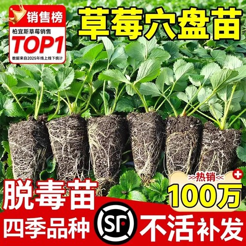 草莓苗秧四季结果盆栽种子穴盘苗奶油特大号优质批发玄玉红颜隋珠