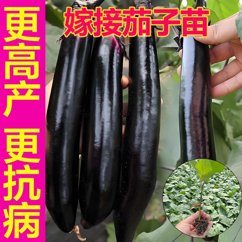 嫁接茄子苗带土特大号老品种山东寿光本地高产架接红紫杭茄苗苗秧