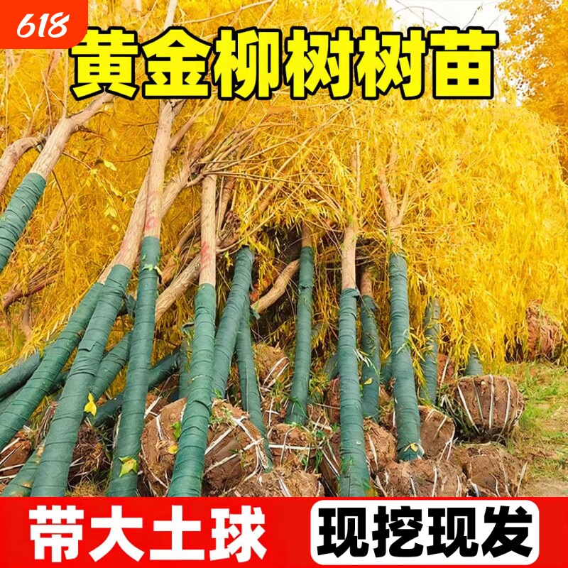 黄金柳树树苗垂柳四季常青好养别墅庭院公园绿化带风景树耐寒