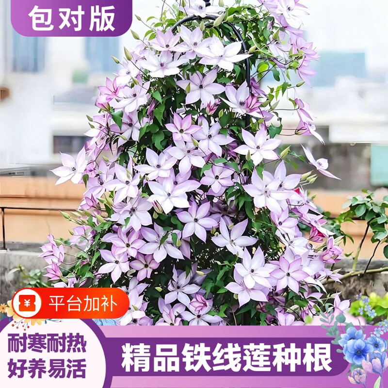 铁线莲种根花苗室内外耐寒耐热庭院爬藤植物多年生易种活花卉盆栽