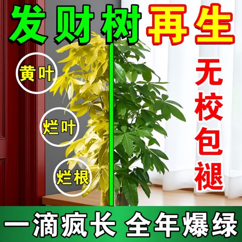发财树专用营养液治叶子发黄
