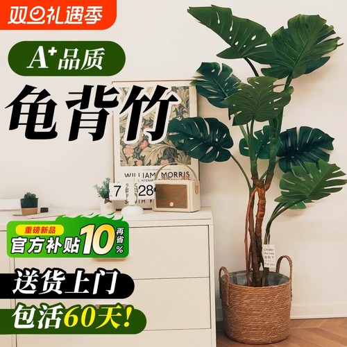 龟背竹客厅大盆栽老桩植物