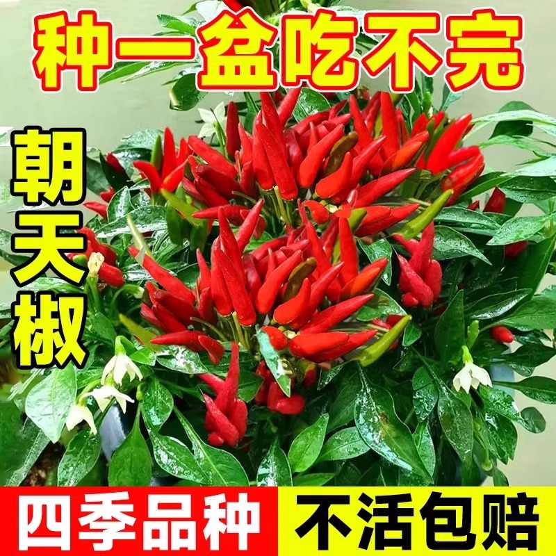 朝天椒种子小米椒四季阳台种植