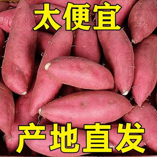 新鲜沙地蜜薯地瓜红薯黄心番薯山芋农家自种蔬菜现挖蜜薯软糯香甜