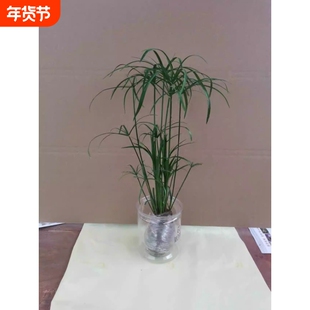 水培植物水竹盆栽风车草旱伞草水生鱼缸水养好养挺水植物插花棕竹