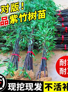 紫竹苗竹子苗实心耐寒室外庭院盆栽地栽黄金竹佛肚竹绿植造景竹林