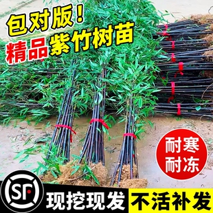 紫竹苗竹子苗实心耐寒室外庭院盆栽地栽黄金竹佛肚竹绿植造景竹林