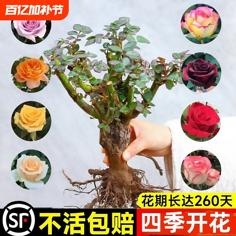 玫瑰花树苗带花苞特大花卉绿植物盆栽室内阳台月季蔷薇四季开花
