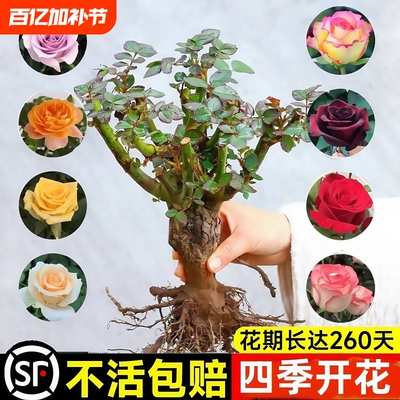玫瑰花树苗带花苞|千人回购