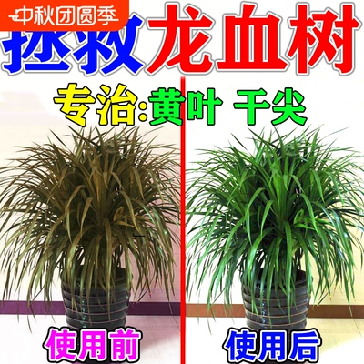龙血树专用营养液一滴绿