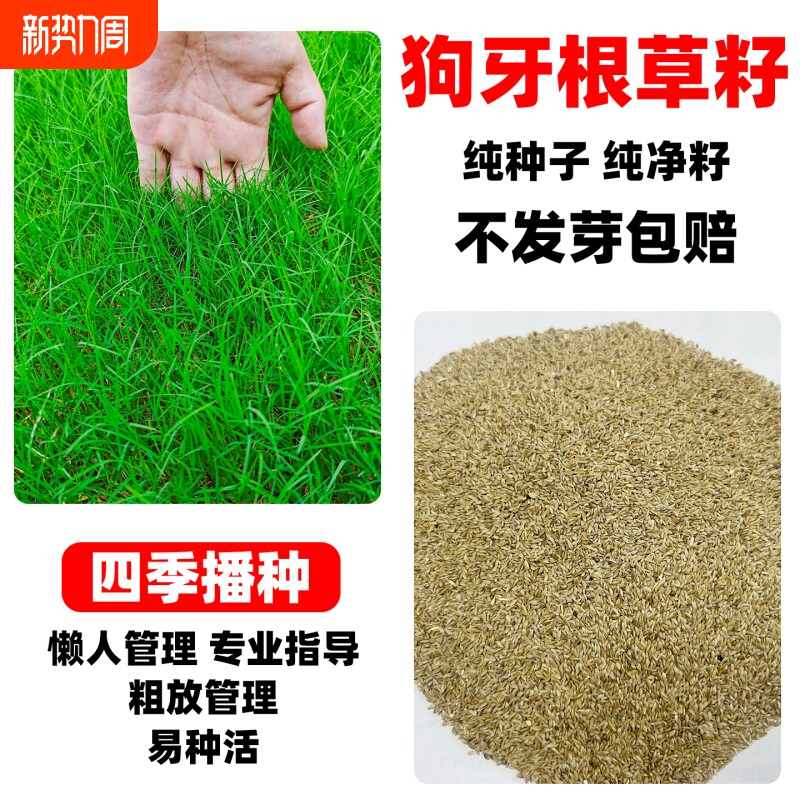 狗牙根草籽四季青带壳脱壳耐热耐旱护坡固土边坡绿化工程草坪种子