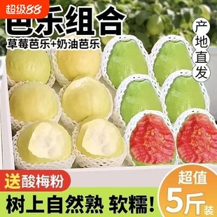 广西白心红心奶油芭乐双拼芭乐软心软糯新鲜番石榴脆甜鸡屎果批发