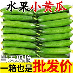 山东寿光水果黄瓜新鲜生吃当季现摘无刺小黄瓜脆甜小青瓜整箱包邮