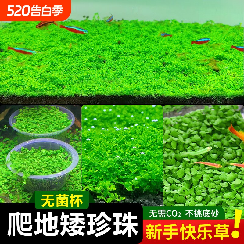 珍珠草无菌杯爬地矮珍珠鱼缸水草趴地矮阴性前景草造景专用铺草坪