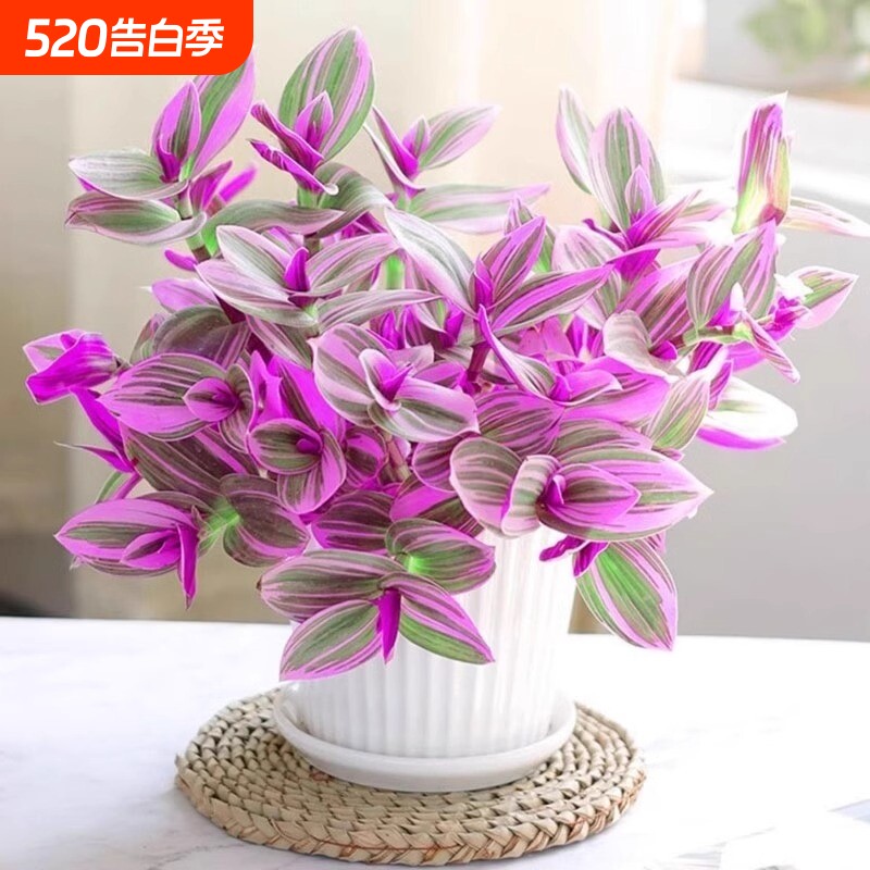 油画婚礼吊兰盆栽紫露兰花水培花卉多肉植物发财树室内好养小绿植