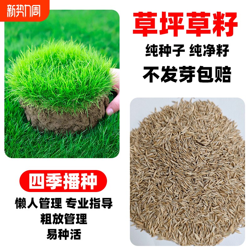 草坪草籽四季常青护坡固土狗牙根高羊茅庭院地毯草绿化黑麦草种子
