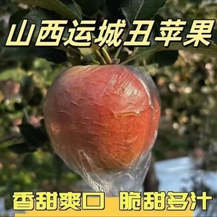 山西运城临猗新鲜当季现摘裂纹苹果冰糖心苹果红富士丑苹果水果