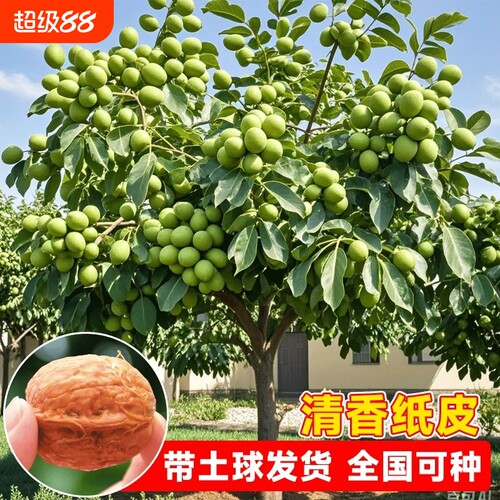 枣树 庭院 盆地 南北方 树苗 结果 种植