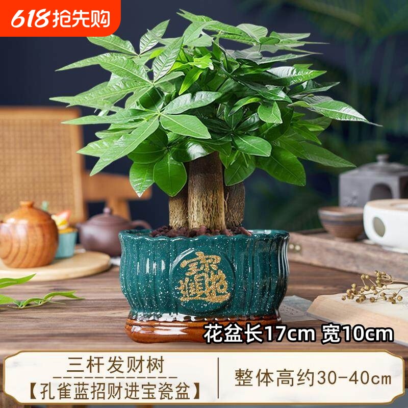 发财树小盆栽三杆开业招财绿植物办公室客厅旺宅盆景好养桌面花盆