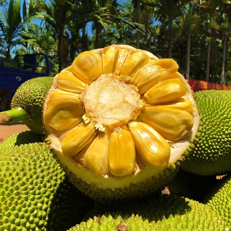 海南菠萝蜜当季新鲜水果包邮黄肉波罗菠萝蜜一整个水果整箱红肉,水产肉类/新鲜蔬果/熟食,菠萝蜜,淘宝优惠券,粉丝福利购,淘宝优惠卷