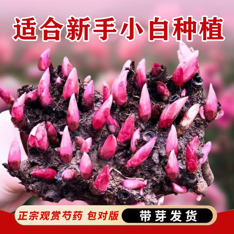 芍药花庭院阳台盆栽花卉耐寒耐热