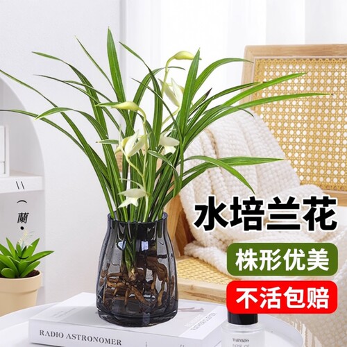 素心建兰水培盆栽|超9000次加购