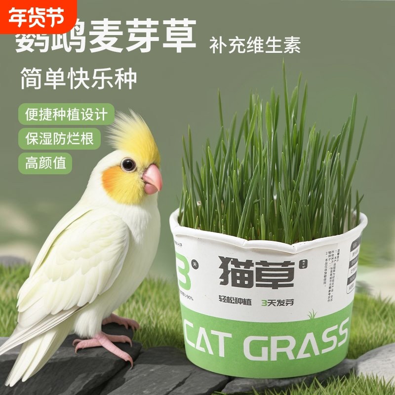 即食猫草盆栽排毛球已种好的纸杯新鲜麦草化毛球狗小麦草种植水培,宠物/宠物食品及用品,猫草/猫草片,淘宝优惠券,粉丝福利购,淘宝优惠卷