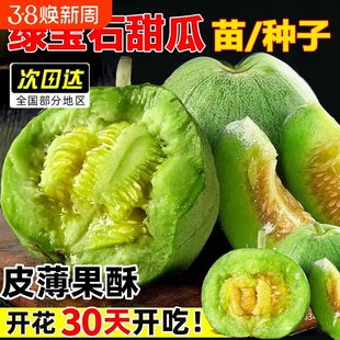 绿宝石甜瓜种籽大全春季羊角蜜种子正品四季蔬菜种孑香瓜种籽秧苗