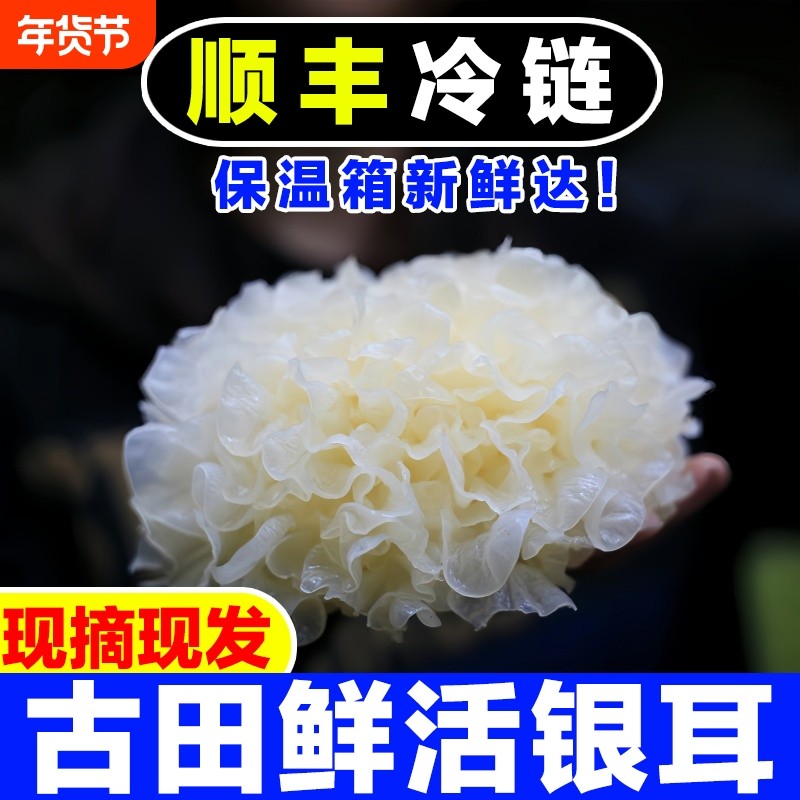 【现摘现发】6朵古田新鲜银耳出胶非干货盒装白木耳雪耳活鲜糯耳