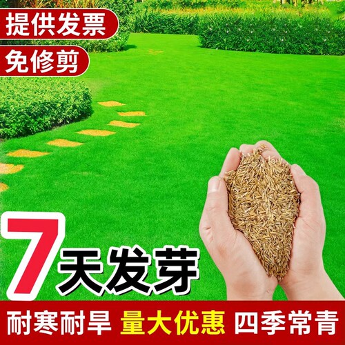 草坪草籽黑麦草子牙根青草皮草籽马尼拉草种籽庭院植物护坡高羊茅