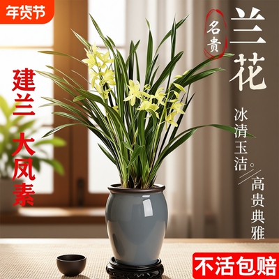 四季兰建兰大凤素夏带花苞开花室内花卉兰花苗客厅品种名贵好养活