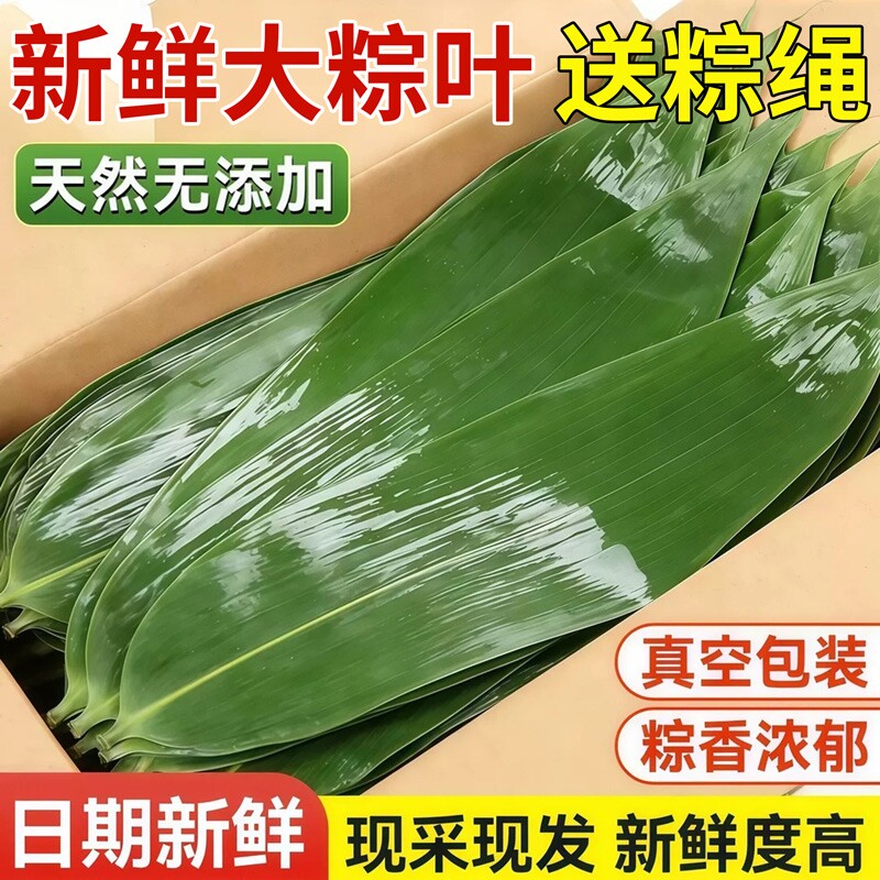 粽子叶棕叶新鲜大号新叶包粽子专用的叶子端午节商用批发干粽叶大