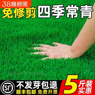 草坪草籽四季常青护坡固土狗牙根矮生地毯草皮庭院绿化黑麦草种子