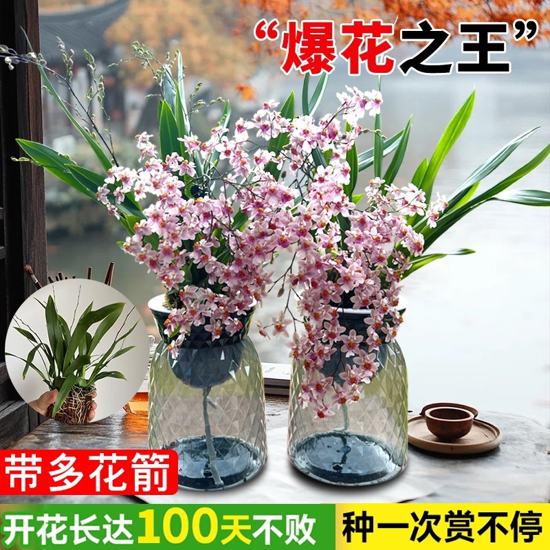 3色香水文心兰水培带花梦香兰花室内办公室好养花卉盆栽绿植客厅