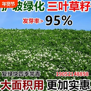 三叶草种子进口白三叶红三叶草籽幸运草四季常青护坡固土草坪种籽