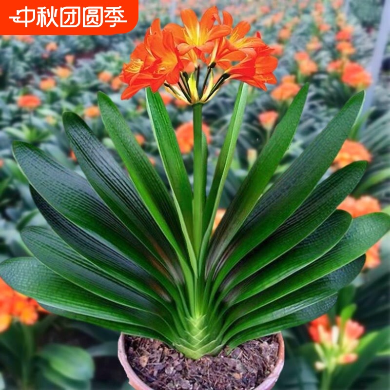 6年大苗精品君子兰盆栽花卉植物室内花好养的花当年开花客厅带盆										