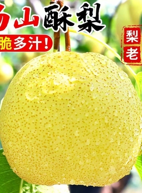 砀山梨汤山梨10斤现摘酥梨梨子香雪梨应季水果梨新鲜整箱包邮上门