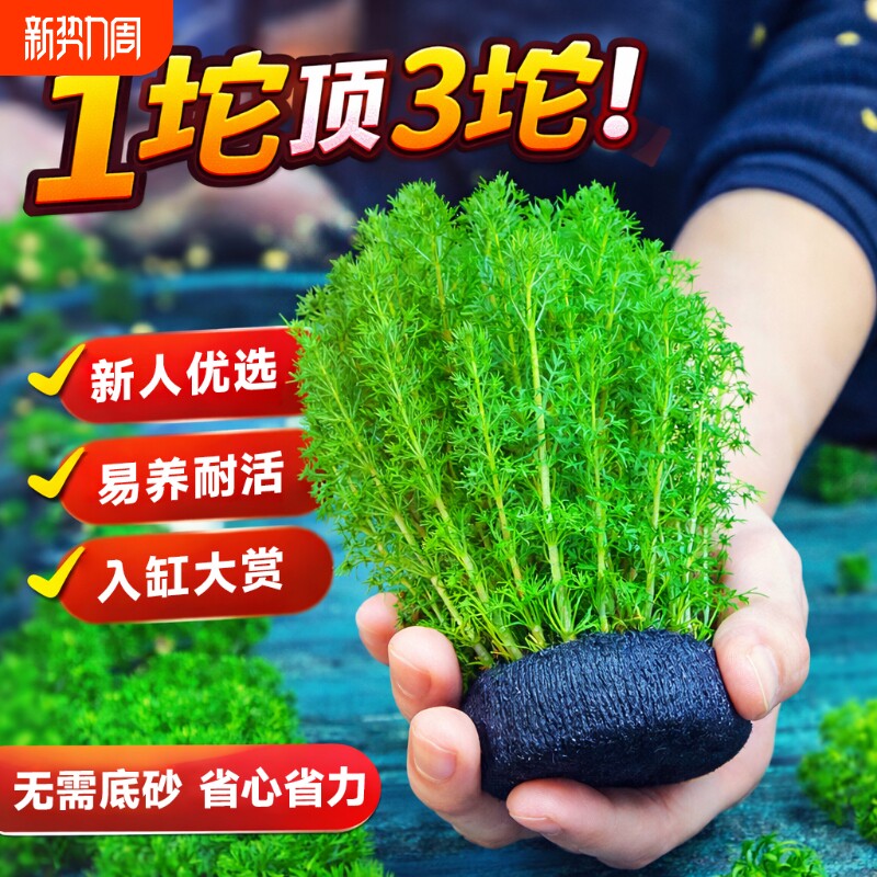 绿菊蜈蚣草水草大坨草鱼缸造景阴性水族箱小坨小宝塔养龟净水增氧