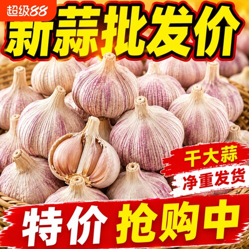 2026特大干蒜邳州紫皮大蒜头新干蒜大蒜大蒜头批发整箱新鲜大蒜头