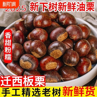 正宗迁西板栗2025年新货生新鲜栗子板栗生大油栗野生小毛栗子现摘