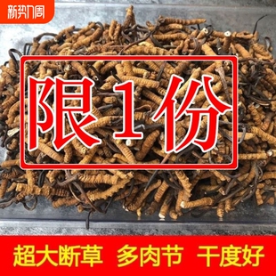 断 冬虫夏草 虫草西藏冬虫夏草断草超大虫草特价