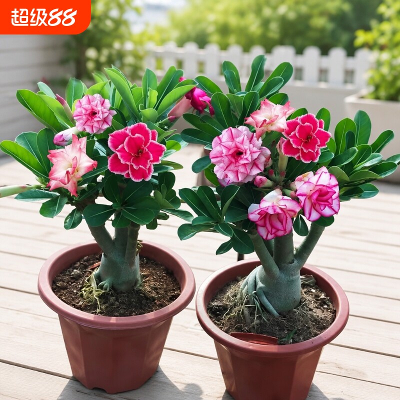重瓣沙漠玫瑰花苗|超1000次加购图片