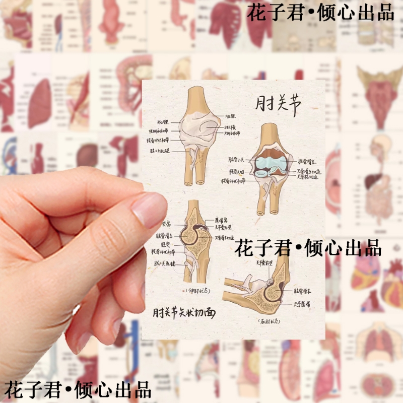 50张解剖图谱贴纸小众创意个性涂鸦装饰手账桌面文具笔记本贴画