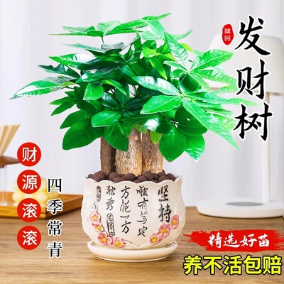 发财树小盆栽绿植盆景水培植物室内桌面绿萝文竹四季好养花卉招财