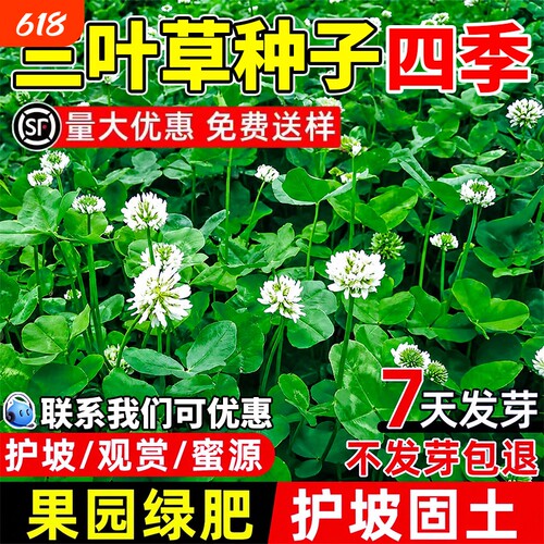 三叶草种子四季耐寒热护坡固土果园绿肥蜜源固氮红三叶白三叶草籽
