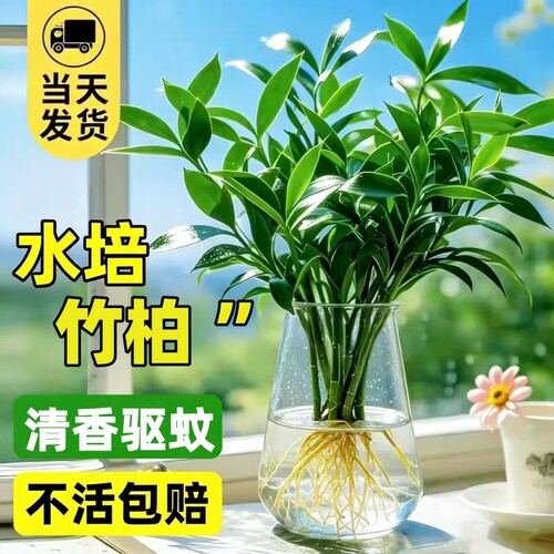 竹柏水培植物室内水养富贵竹绿植花卉盆栽办公室四季常青客厅驱蚊