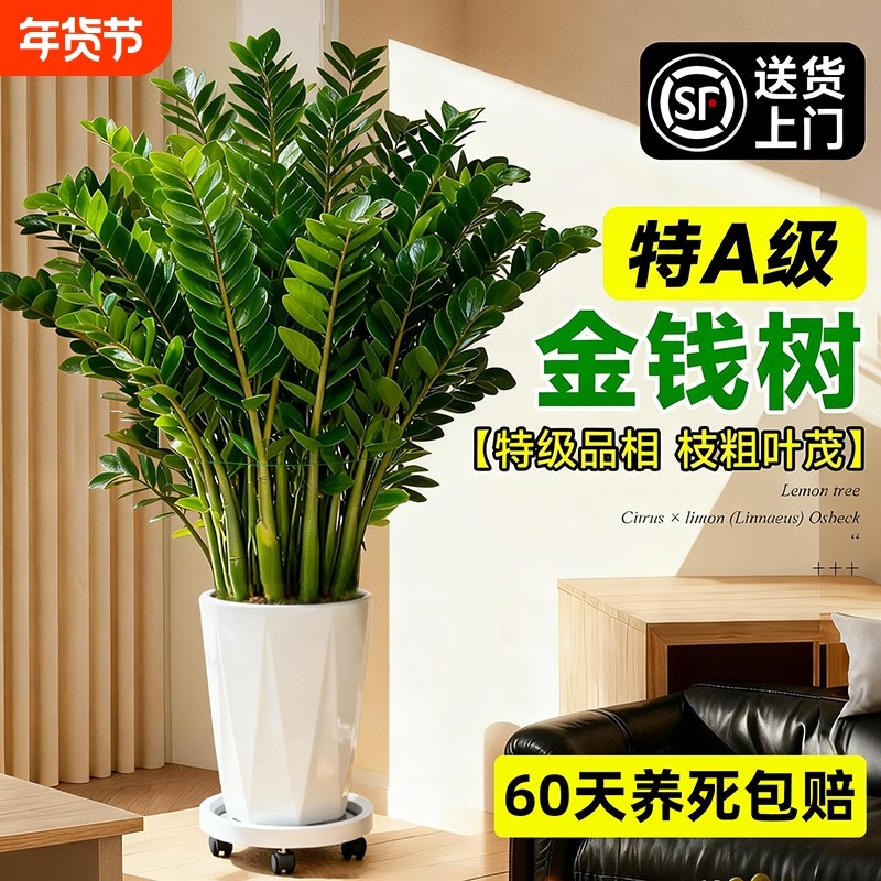 金钱树客厅大花盆盆栽大型绿植办公室室内高级感乔迁开业送礼植物,鲜花速递/花卉仿真/绿植园艺,绿植,淘宝优惠券,粉丝福利购,淘宝优惠卷