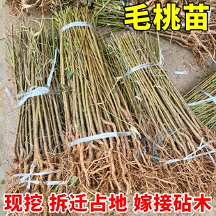 毛桃苗桃树实生苗桃树砧木占地专用未嫁接桃树苗桃树原生苗果树