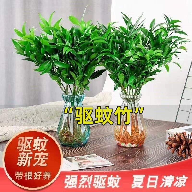 驱蚊竹柏水培植物盆栽绿萝花卉室内花鲜花办公室绿植发财树吸甲醛